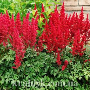watermarked - astilbe red sentinel2