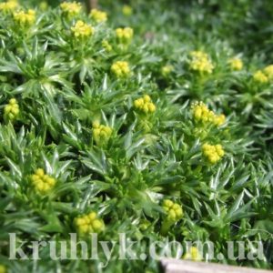 watermarked - azorella trifurcata watermarked - azorella trifurcata