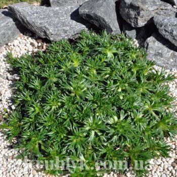watermarked - azorella главная Ф