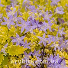watermarked - campanula dickson's gold3 watermarked - campanula dickson's gold3