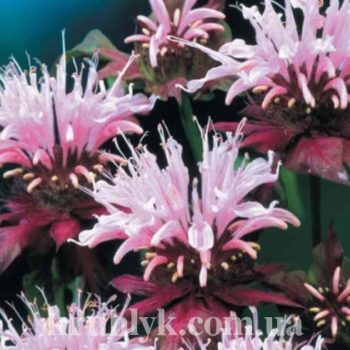 watermarked - data-monardy-beauty-of-cobham-главная Ф