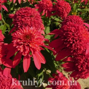 watermarked - echinacea double scoop raspberry главная Ф