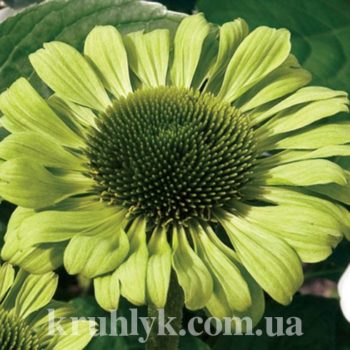 watermarked - echinacea green jewel F