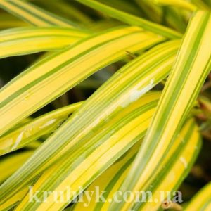 watermarked - hakonechloa macra aureola f watermarked - hakonechloa macra aureola f