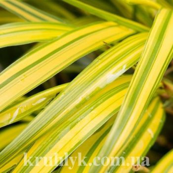 watermarked - hakonechloa macra aureola f