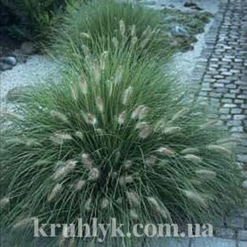 watermarked - pennisetum little bunny гл