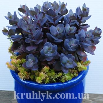 watermarked - sedum sunsparkler blue pearl главная Ф