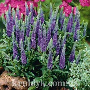 watermarked - veronica spicata ulster dwarf blue Ф