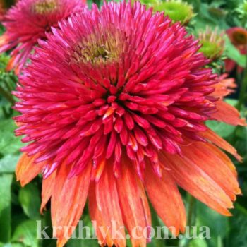watermarked - Дабл скуп оранжбери watermarked - Дабл скуп оранжбери