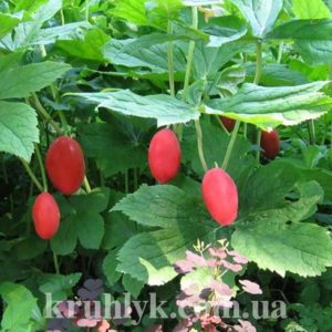 watermarked - Подофилл щитовидный — Podophyllum peltatum