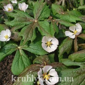 watermarked - Подофилл щитовидный — Podophyllum гл