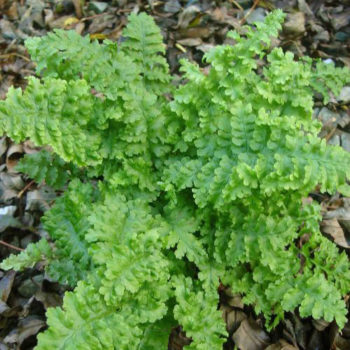 Dryopteris_filix_mas_crispa9cm