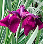 Iris_ensata_Variegata_m Iris_ensata_Variegata_m