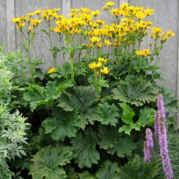 LIGULARIA Palmatiloba