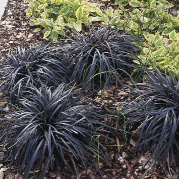 OPHIOPOGON ‘Niger