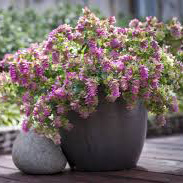 Origanum Bellisimo 2 Origanum Bellisimo 2