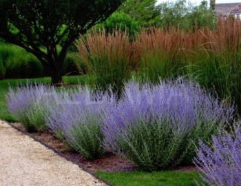 Perovskia atriplicif. 'Blue Spire'