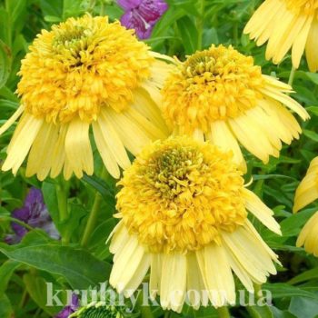 watermarked - Echinacea Meteor Yellow
