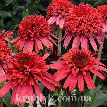 watermarked - Echinacea-Supreme-Flamingo-x