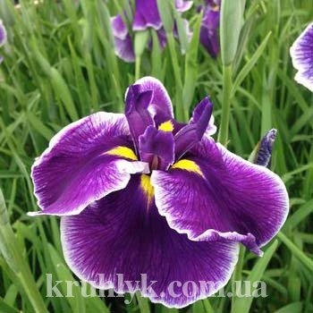 watermarked - Iris ensata ‘Crystal Halo