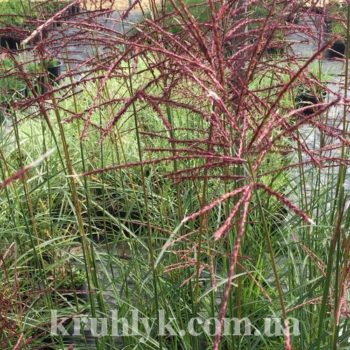 watermarked - Miscanthus samurai