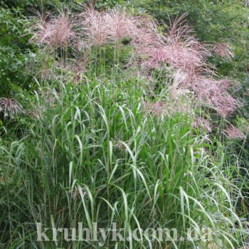 watermarked - Miscanthus-x-giganteus-
