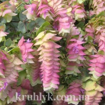 watermarked - Origanum Bellisimo watermarked - Origanum Bellisimo