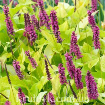 watermarked - Persicaria-amplexicaulis-Golden-Arrow