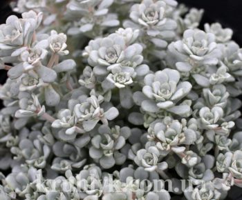 watermarked - Sedum Cape Blanco 3