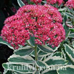 watermarked - Sedum 'Lajos' (Autumn Charm) 2