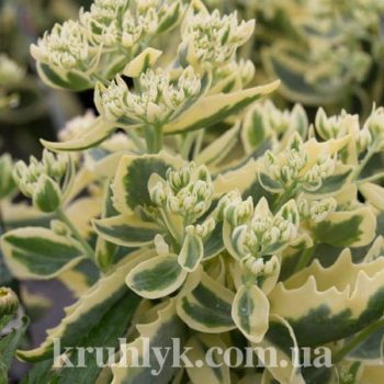 watermarked - Sedum 'Lajos' (Autumn Charm) глав