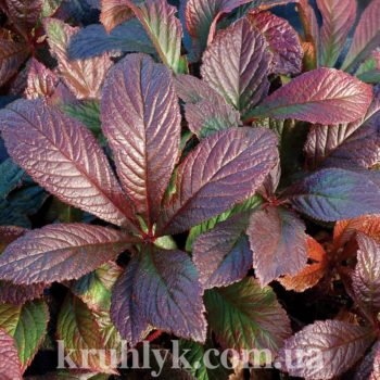 watermarked - rodgersia_bronze_peacock_ watermarked - rodgersia_bronze_peacock_