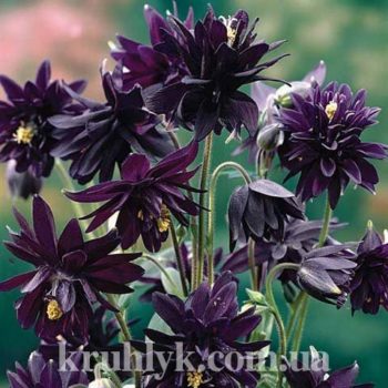 watermarked - АКВИЛЕГИЯ МАХРОВАЯ Black Barlow