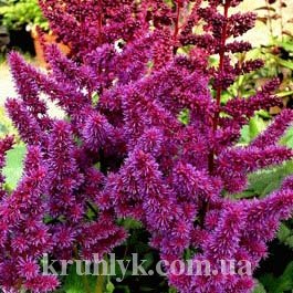 watermarked - Астильба Purperkerze
