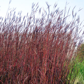 Andropogon Gerardi