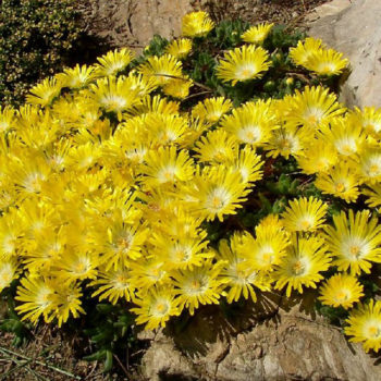 Delosperma gold