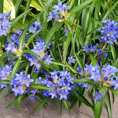 (Gentiana daurica Никита