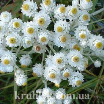 watermarked - Anaphalis margaritacea ‘Neuschnee’