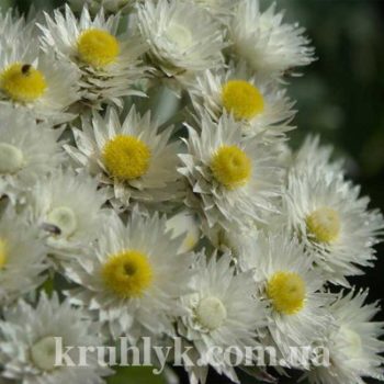 watermarked - (Anaphalis triplinervis