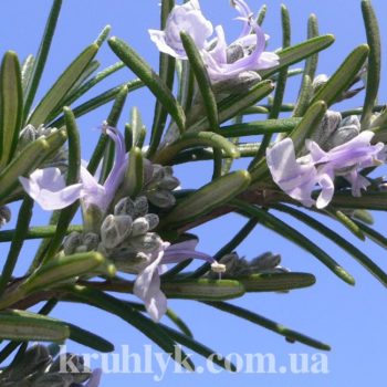 watermarked - Rosmarinus Officinalis_