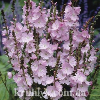watermarked - SIDALCEA ‘Elsie Heugh