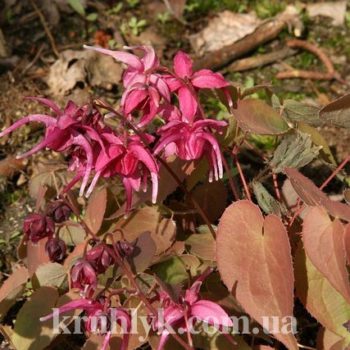 watermarked - epimedium-red-beauty гл