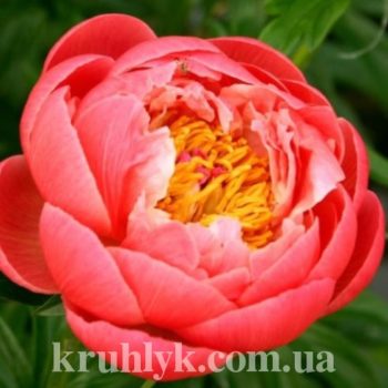 watermarked - ПИОНЫ ТРАВЯНИСТЫЕ coral charm