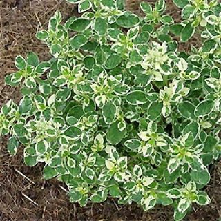 орегано aureum variegata