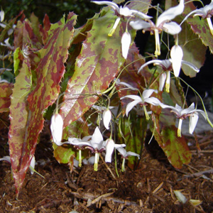 Epimerium fargesii OG93057 1