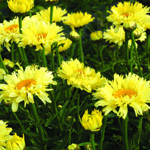 Leucanthemum-Goldfinch-