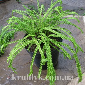 watermarked - Frizelliae