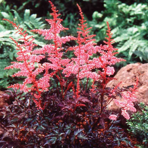 5040_astilba-gibridnaya-key-west