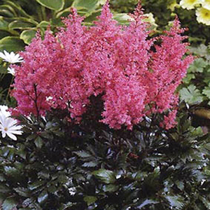 astilbe_japonica_lollipop
