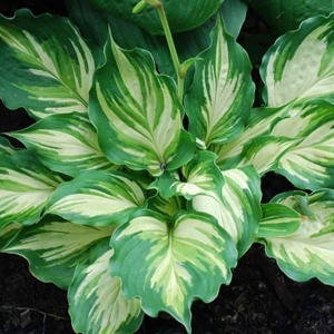 hosta lakeside paisley print